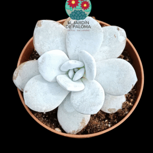 Echeveria Laui