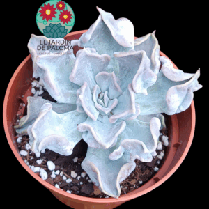 Echeveria Thriller pearl