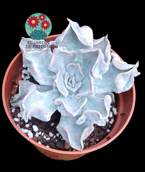Echeveria Thriller pearl