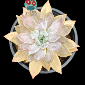 Pachyveria Compassion