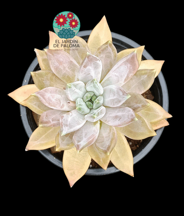 Pachyveria Compassion