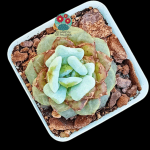 Echeveria Sugar heart (importación)
