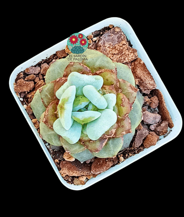 Echeveria Sugar heart (importación)