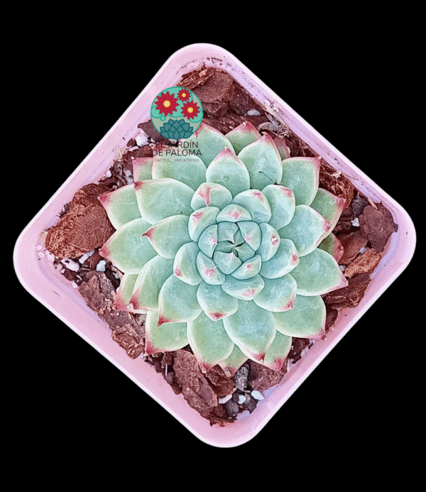 Echeveria Bai Jiji (importación)