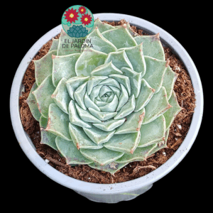 Echeveria Hyalina