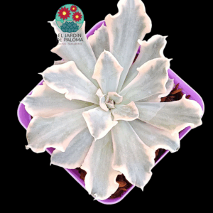 Echeveria Saffron variegata