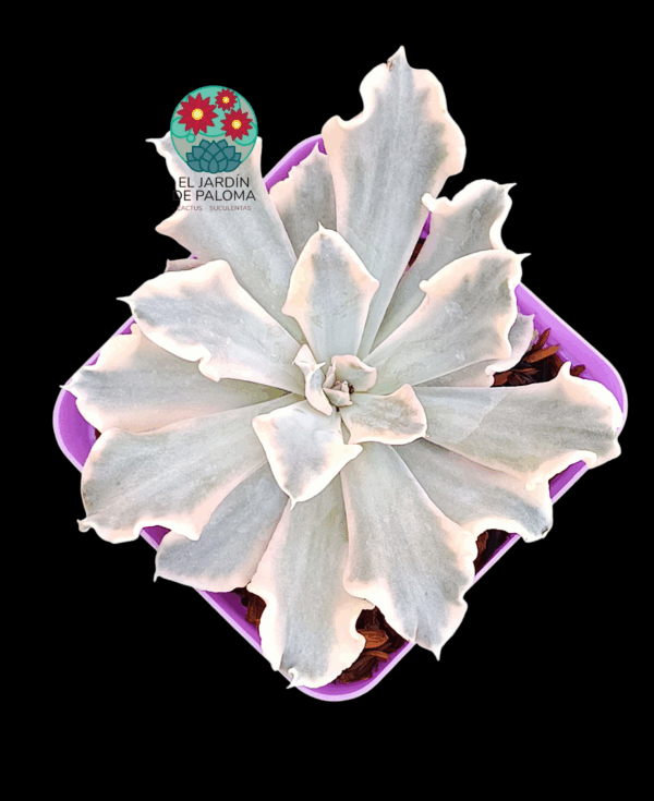 Echeveria Saffron variegata