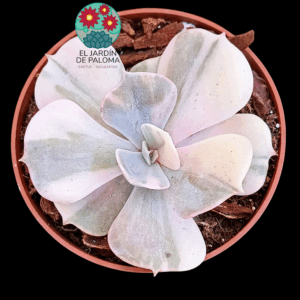 Echeveria Gemmini variegata (importación)