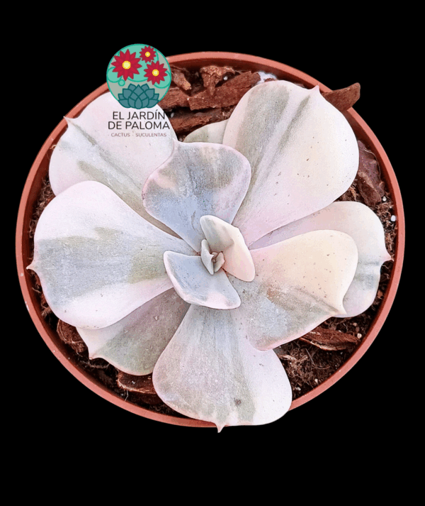 Echeveria Gemmini variegata (importación)