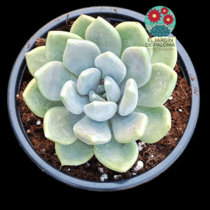 Pachyveria Corvus