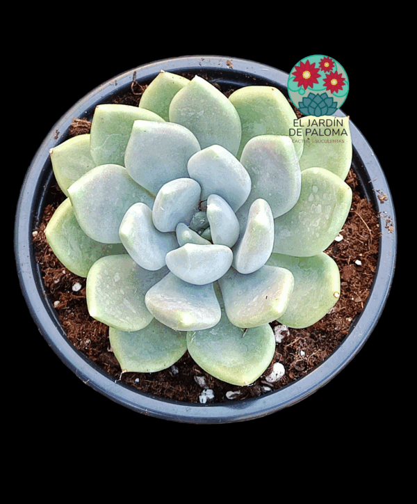 Pachyveria Corvus