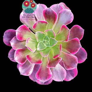 Aeonium Canary variegata (importación)
