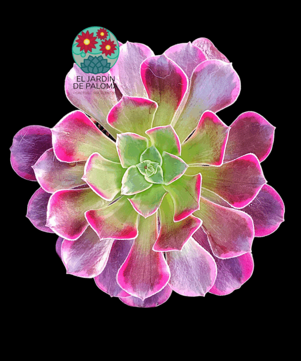 Aeonium Canary variegata (importación)