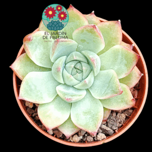 Echeveria Pink crystal (importación, maceta pequeña)