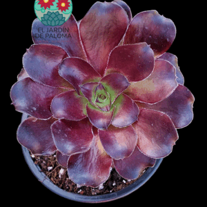 Aeonium Deep purple