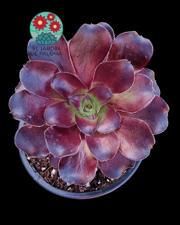 Aeonium Deep purple