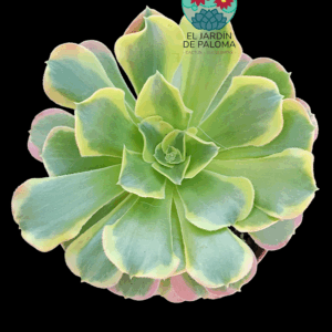 Aeonium Tesla variegata (importación, tamaño más pequeño)