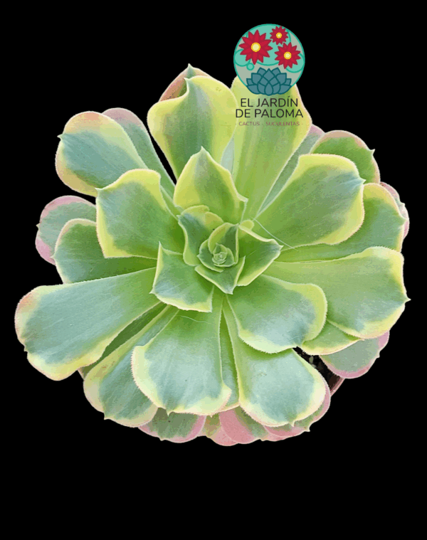 Aeonium Tesla variegata (importación, tamaño más pequeño)