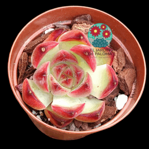Echeveria Strawberry almond (importación, maceta pequeña)