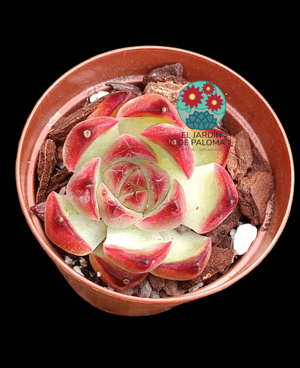 Echeveria Strawberry almond (importación, maceta pequeña)