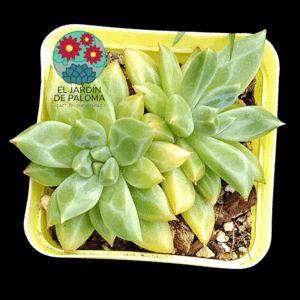Echeveria Red Ivory doble roseta (importación)