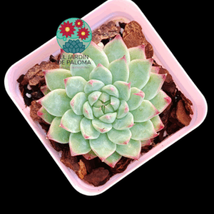 Echeveria Bai Jiji (importación)