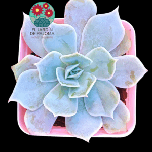 Echeveria Desert camel (importación)