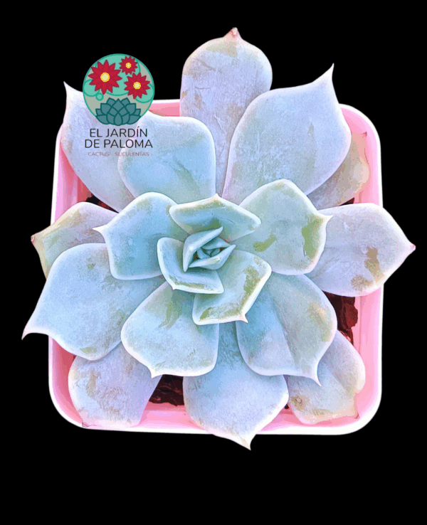 Echeveria Desert camel (importación)