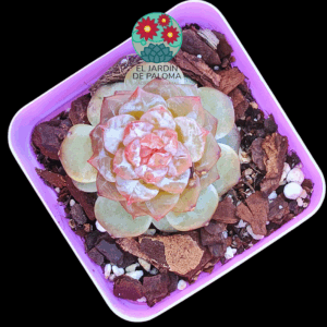 Echeveria Sugar hearth velvet (importación)