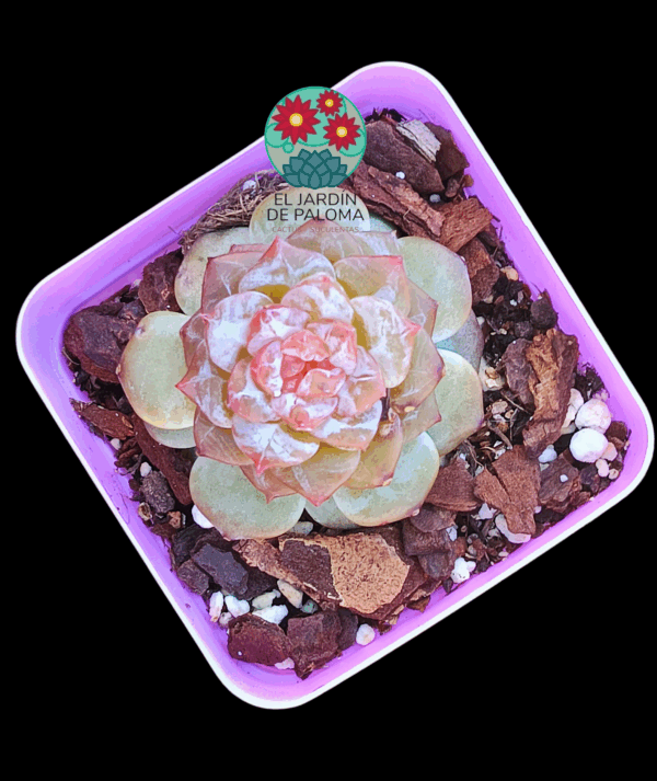 Echeveria Sugar hearth velvet (importación)