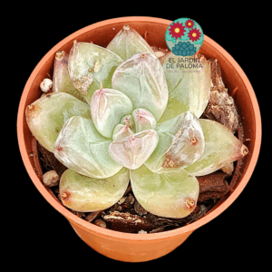 Echeveria Wedding ring (importación, maceta pequeña)
