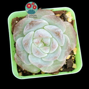 Echeveria White soul (importación)