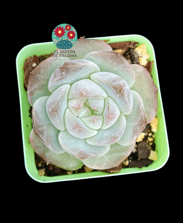 Echeveria White soul (importación)