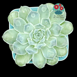 Echeveria Rosima raindrops (importación)