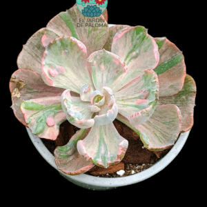 Echeveria Beyonce variegata