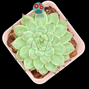 Echeveria Bai Jiji (importación)