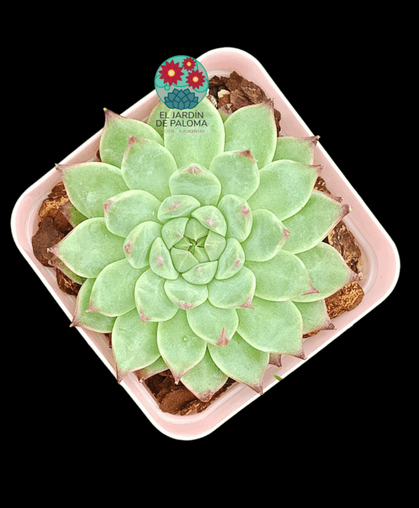 Echeveria Bai Jiji (importación)