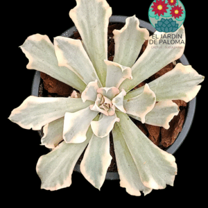 Echeveria Saffron variegata (Liberia)