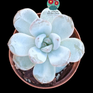 Echeveria Odette (importación, maceta pequeña)