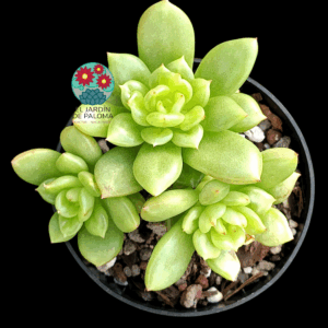 Echeveria Apple blosson (importación)