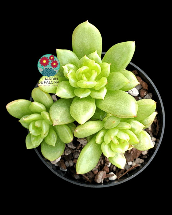 Echeveria Apple blosson (importación)