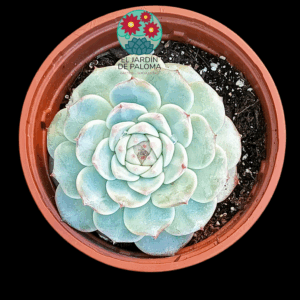 Echeveria Red velvet