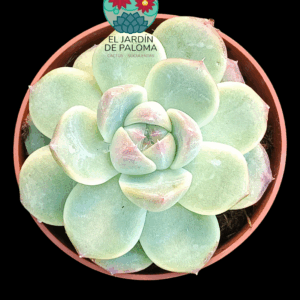 Echeveria Alba beauty