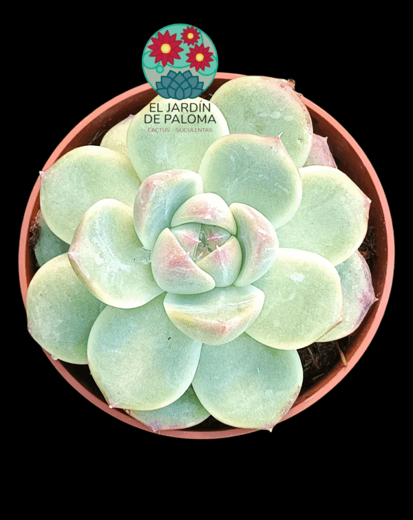Echeveria Alba beauty