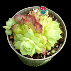 Echeveria Aquaman (importación, maceta pequeña)