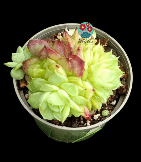 Echeveria Aquaman (importación, maceta pequeña)