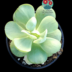 Echeveria Peach pride variegata (importación)
