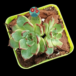 Echeveria Lavendar card doble (importación)
