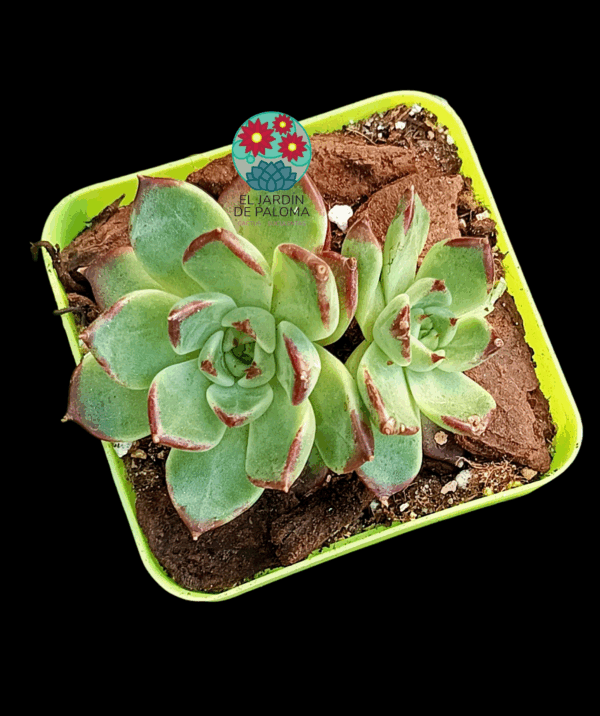 Echeveria Lavendar card doble (importación)