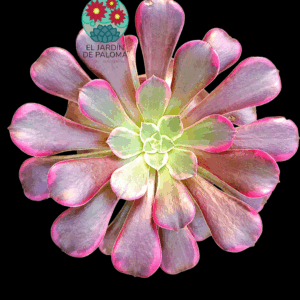 Aeonium Canary variegata (importación)